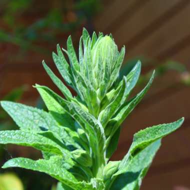 Digitalis purpurea 'Alba'