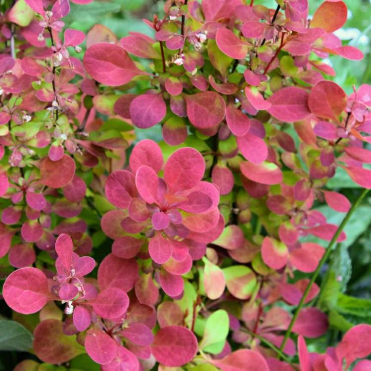 plant image 695535 plant image 695535
