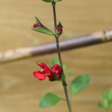 Salvia 'Hot Lips' syn. Salvia x jamensis 'Hot Lips', Salvia microphylla 'Hot Lips'