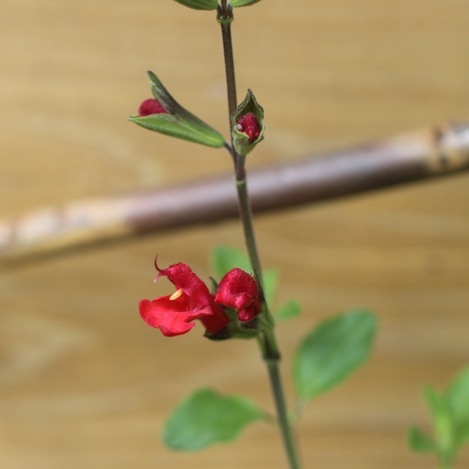 plant image 696272
