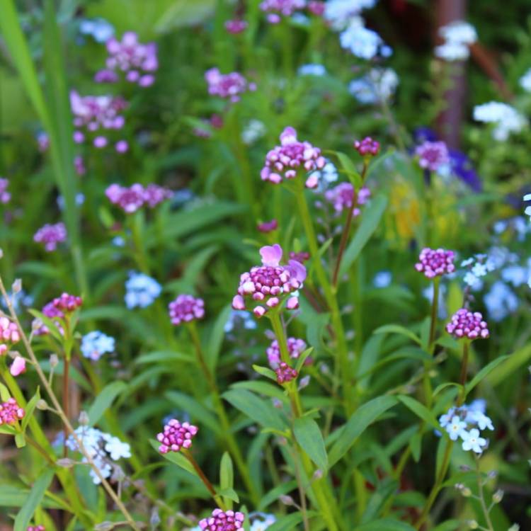plant image 698314