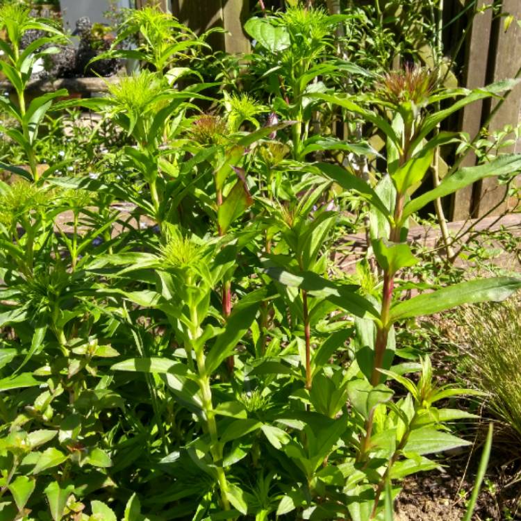 plant image 701142