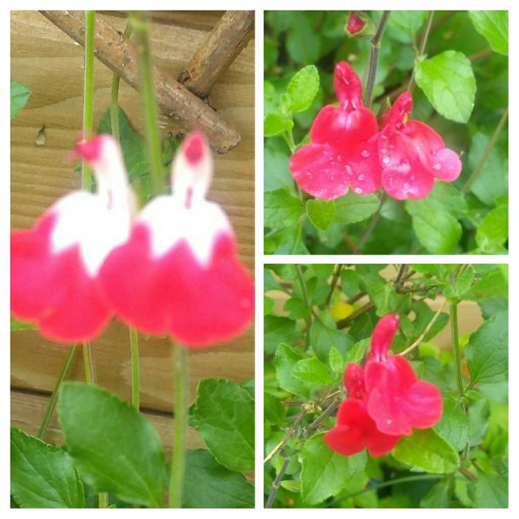 plant image 702463