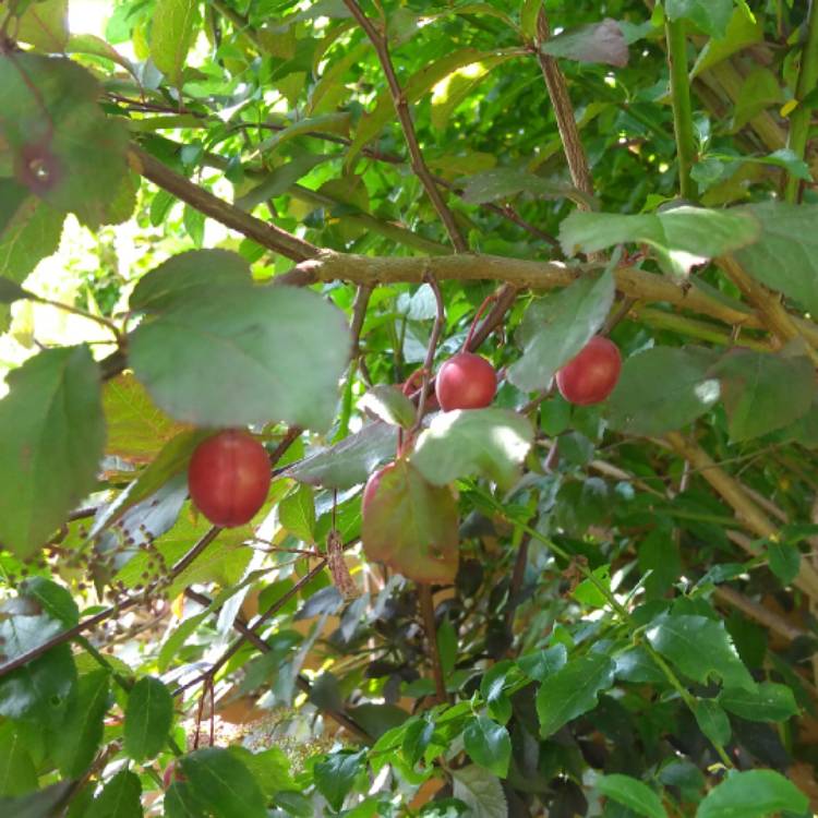 plant image 708810