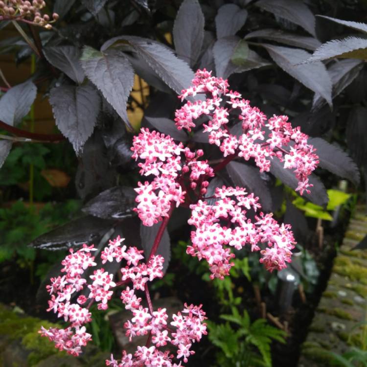 plant image 712503 plant image 712503
