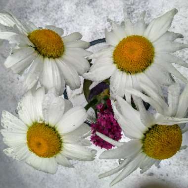 Leucanthemum vulgare