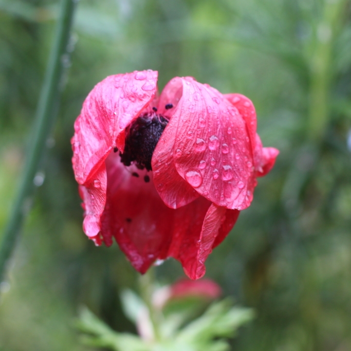 plant image 720153 plant image 720153