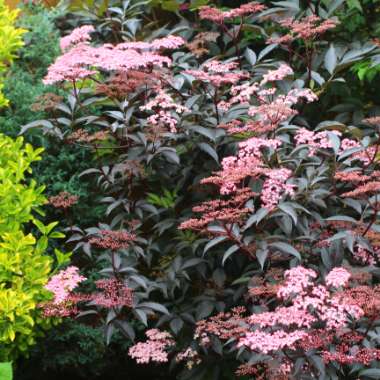 Sambucus nigra f. porphyrophylla 'Gerda' syn. Sambucus nigra f. porphyrophylla 'Black Beauty', Sambucus nigra 'Black Beauty'