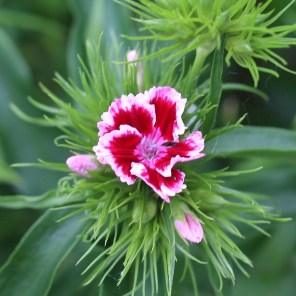 plant image 722559