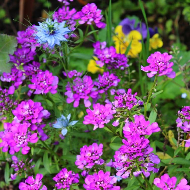 plant image 726228