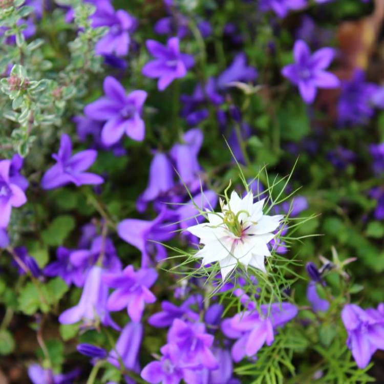 Plant image Campanula persicifolia 'Takion Blue' (Takion Series)