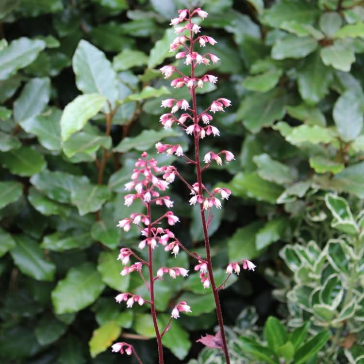 plant image 728134 plant image 728134