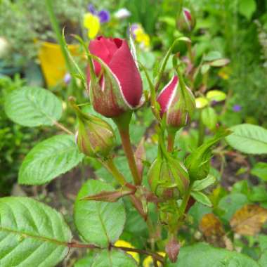Rosa (Miniature)