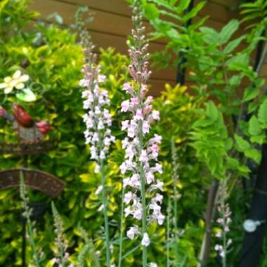 Linaria x dominii