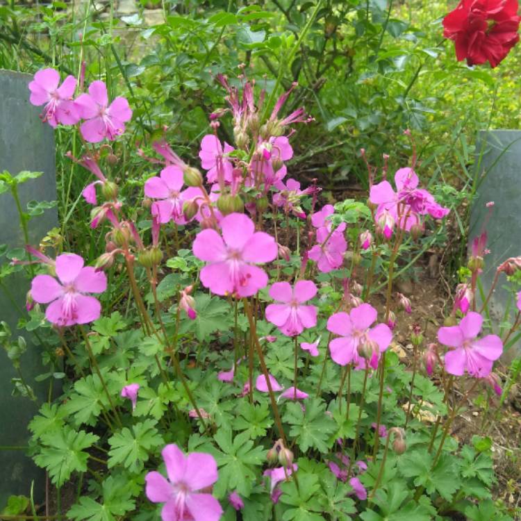 Plant image Geranium x cantabrigiense 'Westray'