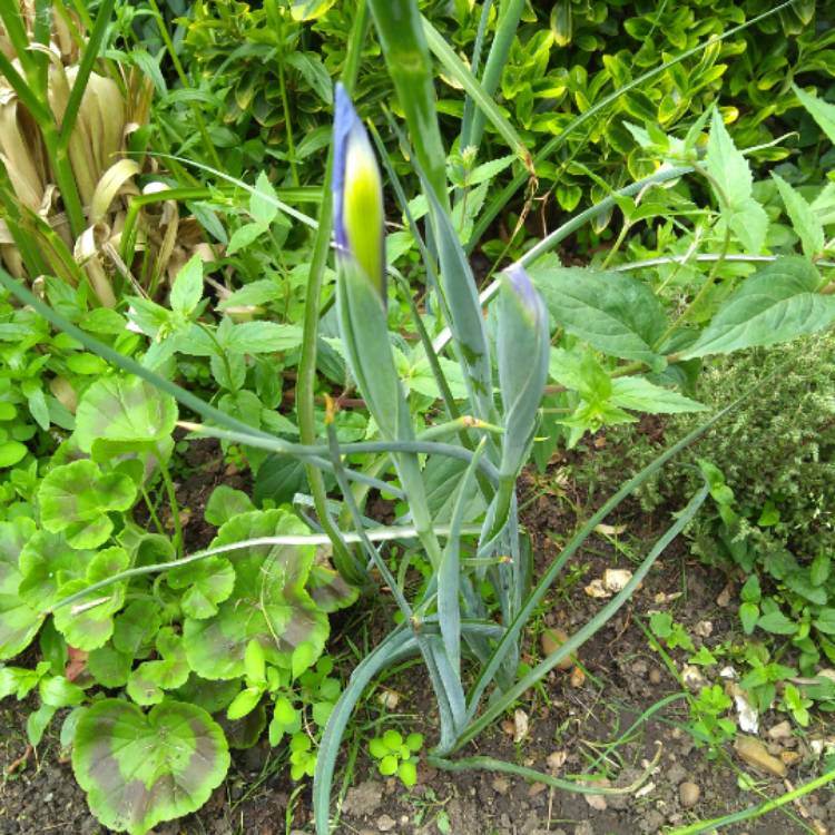 plant image 731178 plant image 731178
