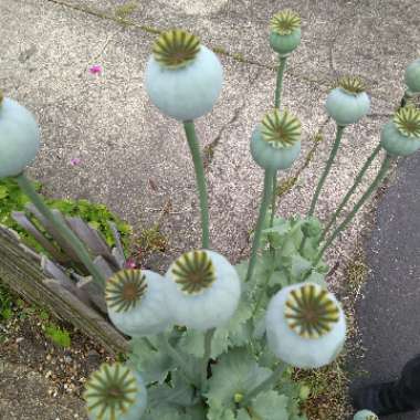 Papaver