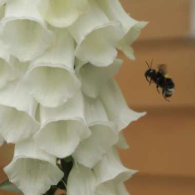 Delphinium 'Magic Fountains' Series