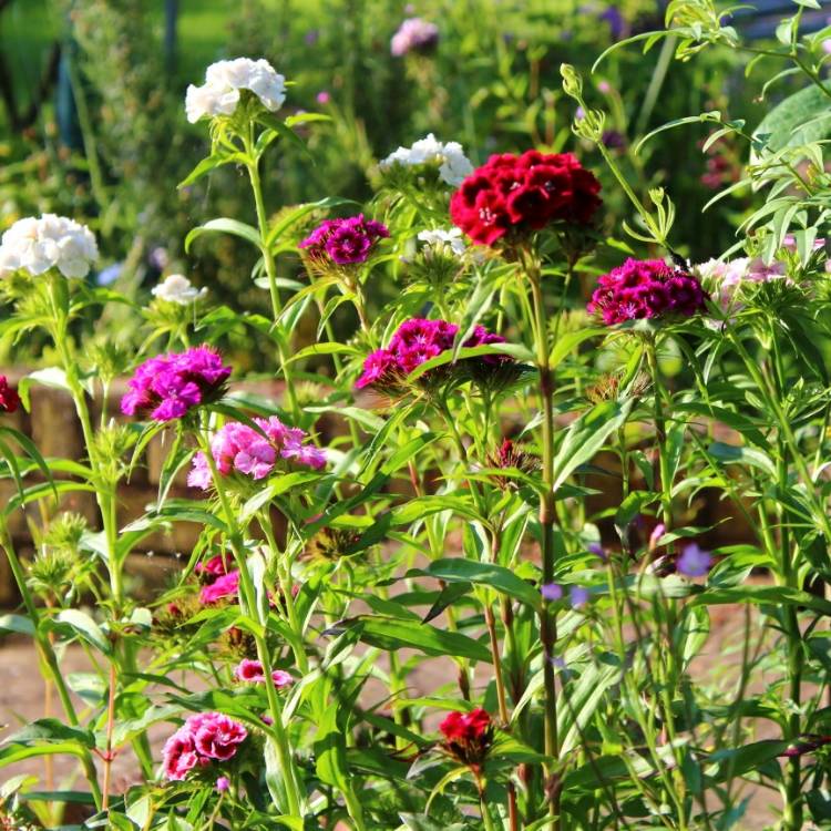 plant image 733202