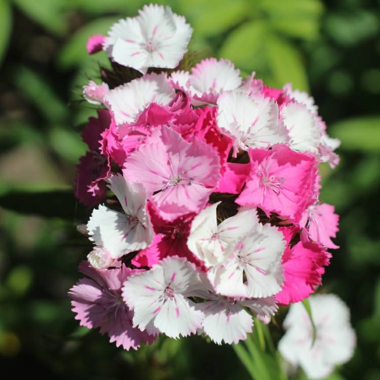 Plant image Dianthus barbatus