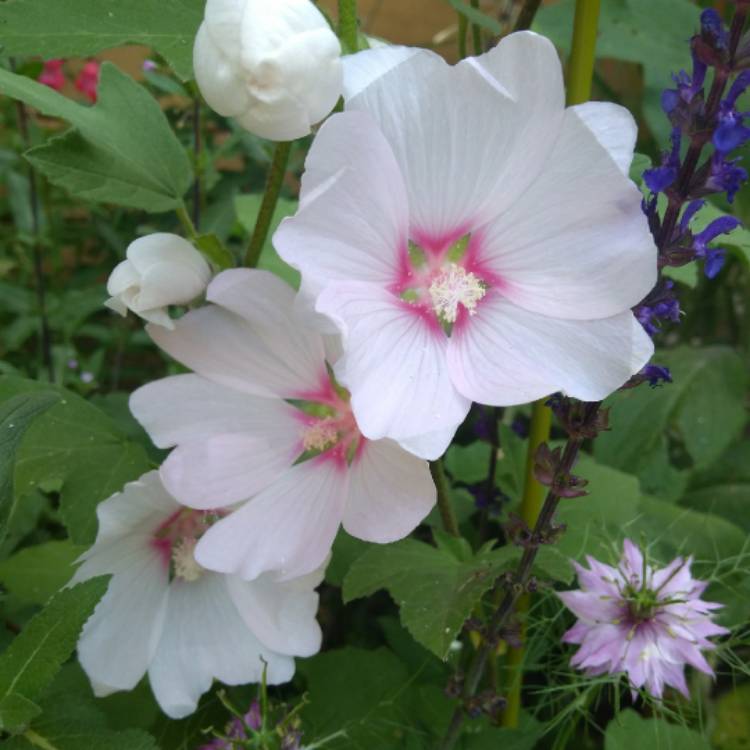 plant image 743990 plant image 743990