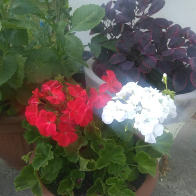 plant image 769534 plant image 769534
