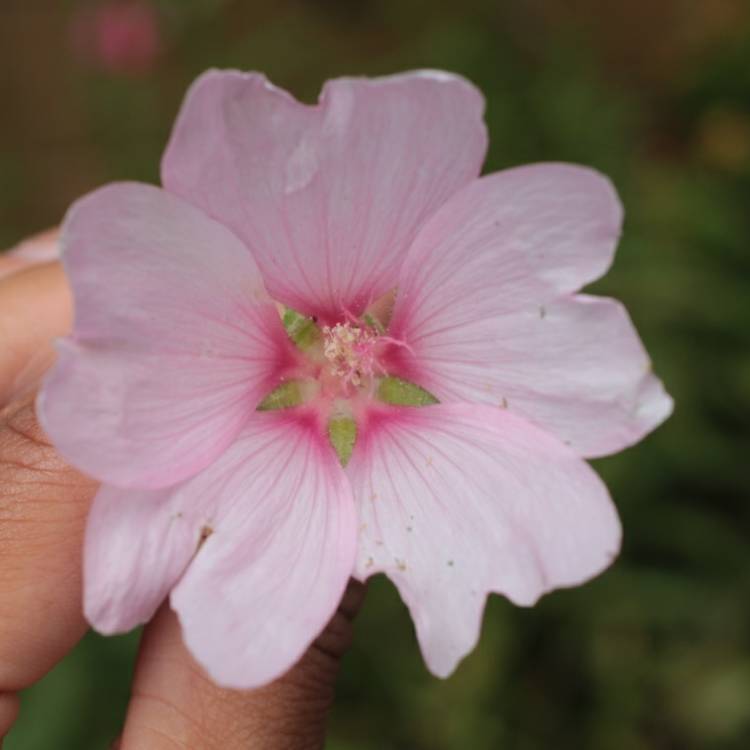 plant image 772699 plant image 772699