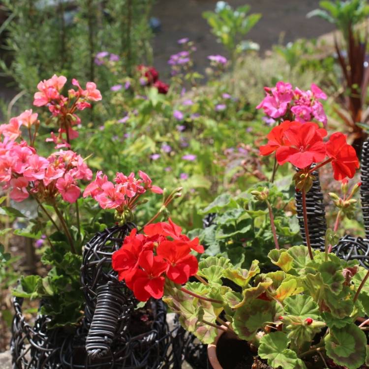 plant image 782614 plant image 782614
