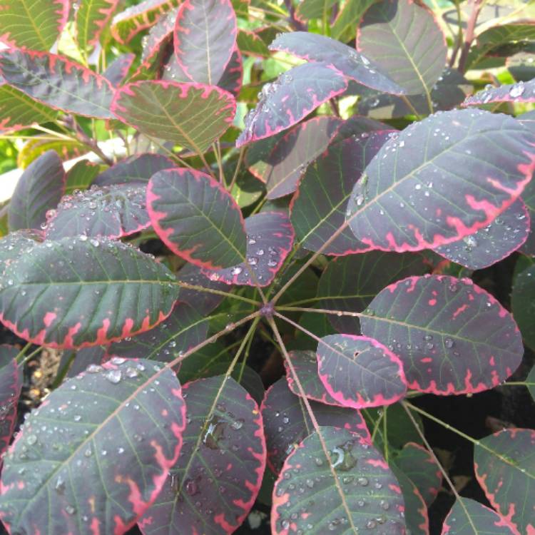 Plant image Cotinus coggygria 'Royal Purple'