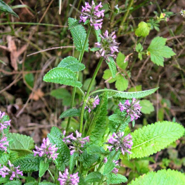 Plant image Veronica 'Baby Doll'