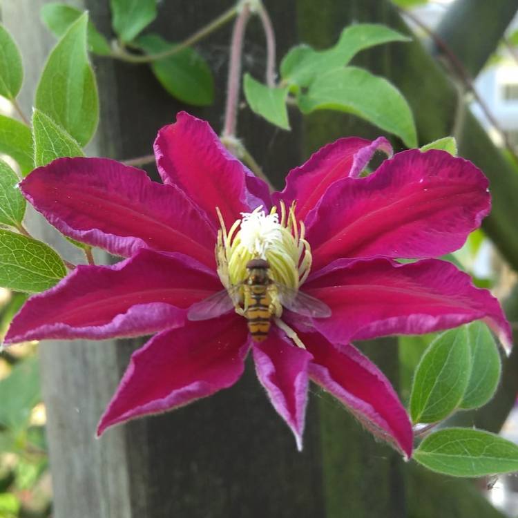 plant image 788240 plant image 788240
