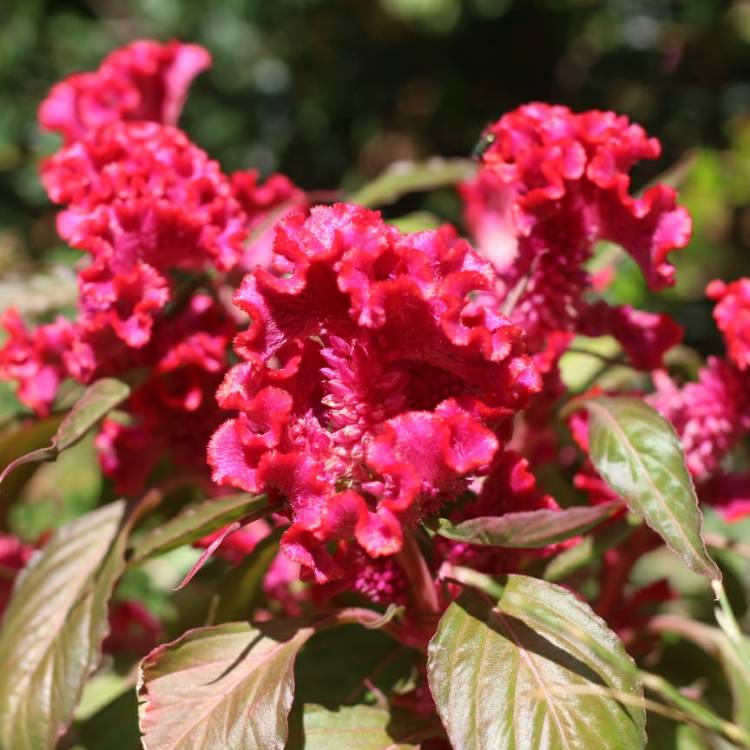 plant image 804643
