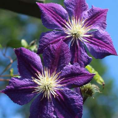 Clematis 'Star Of India'