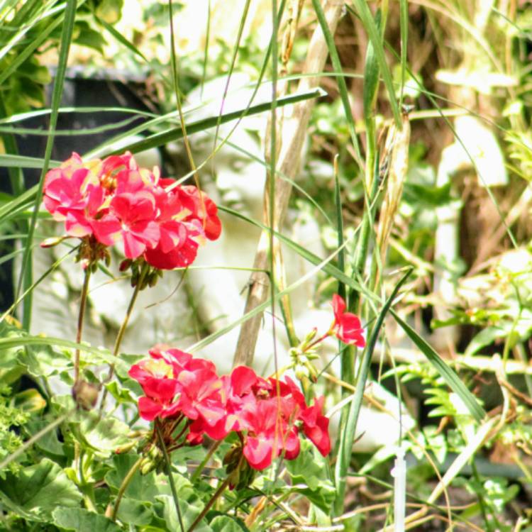 plant image 808413 plant image 808413