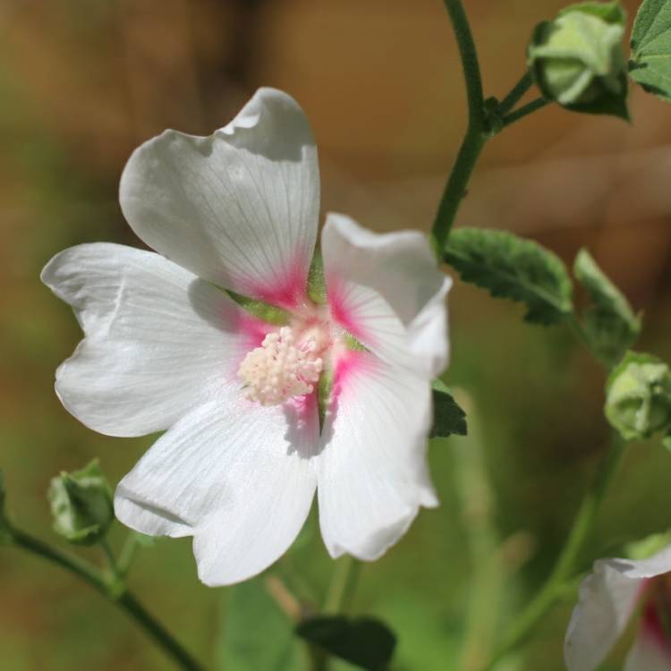 plant image 810184 plant image 810184