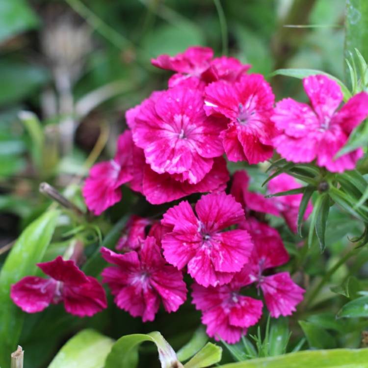 plant image 817056