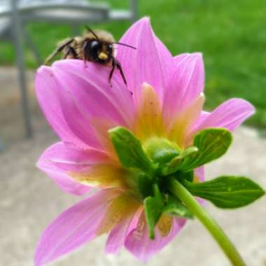 Dahlia (Bedding Varieties)
