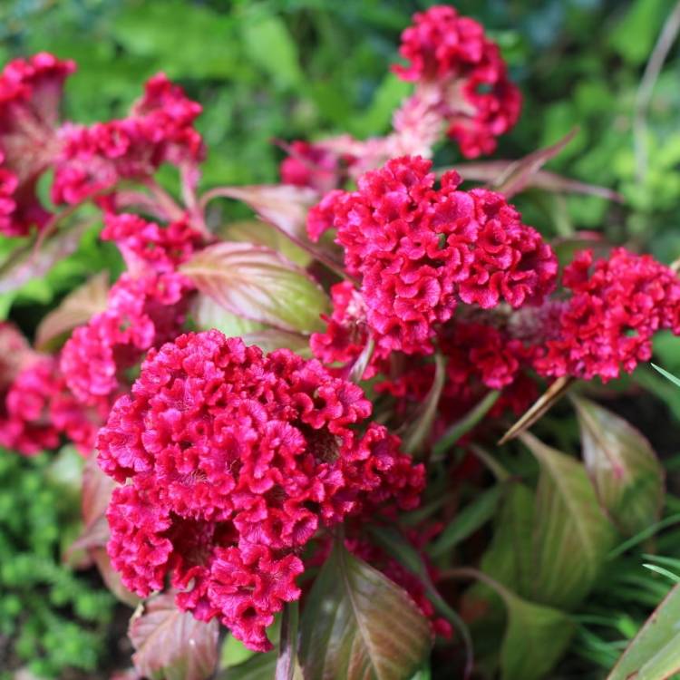 plant image 831642