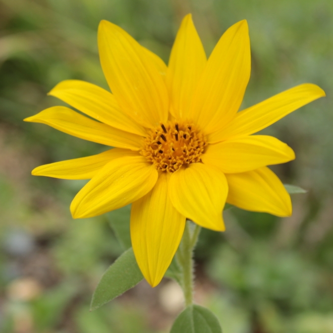 Plant image Heliopsis