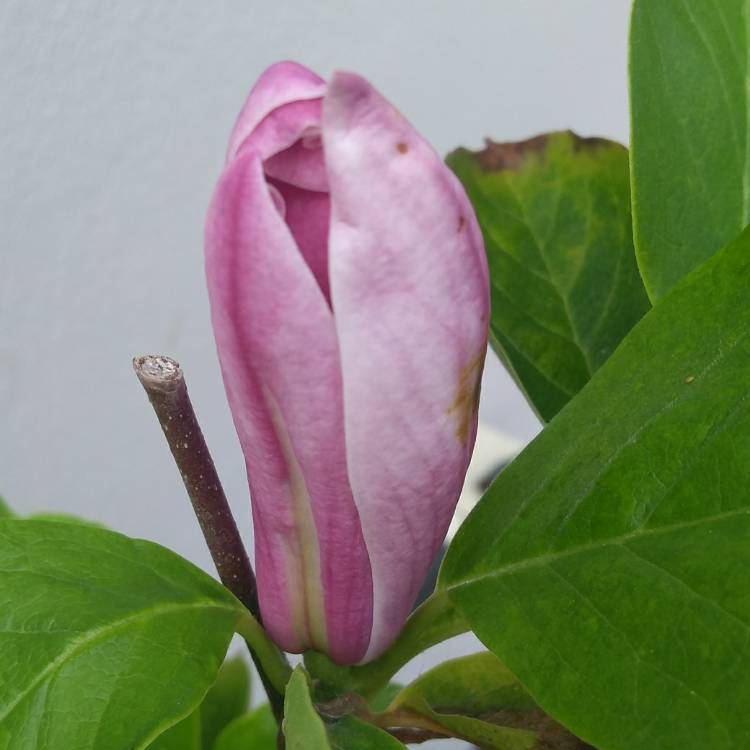 plant image 835642 plant image 835642