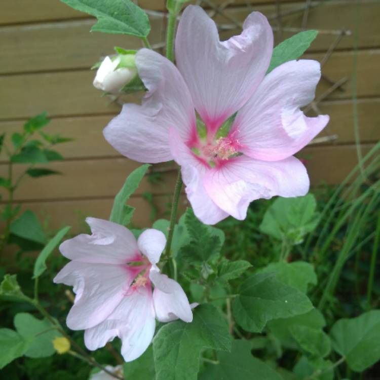 plant image 840123 plant image 840123
