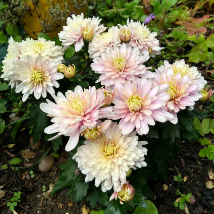 plant image 845517 plant image 845517