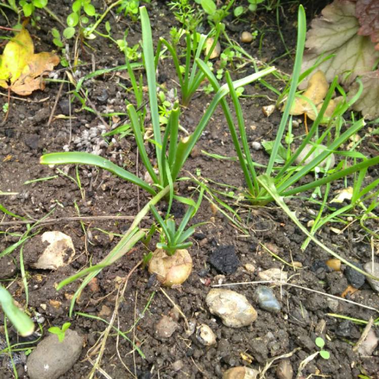 plant image 846419