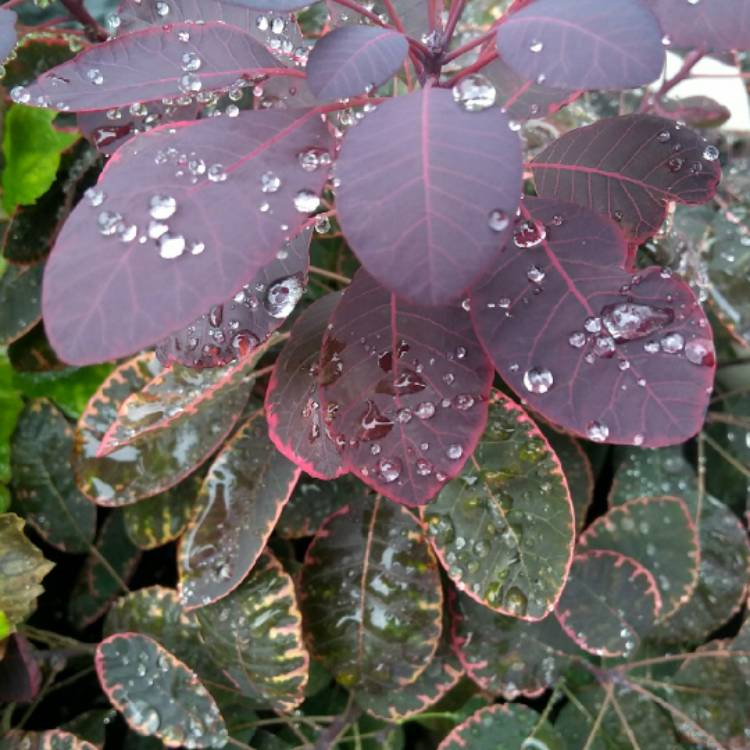 plant image 847060 plant image 847060