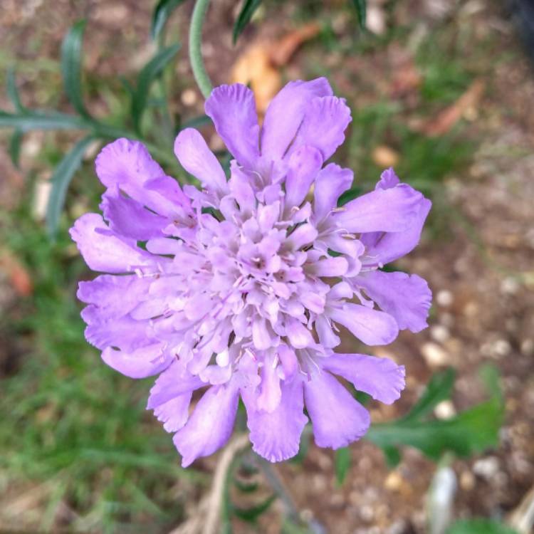 plant image 848664