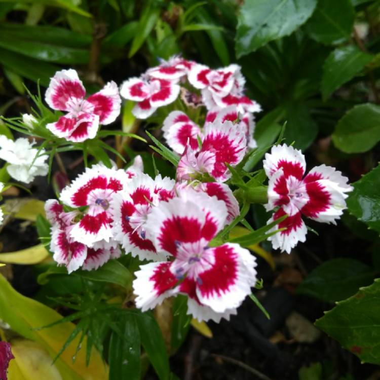 plant image 848677