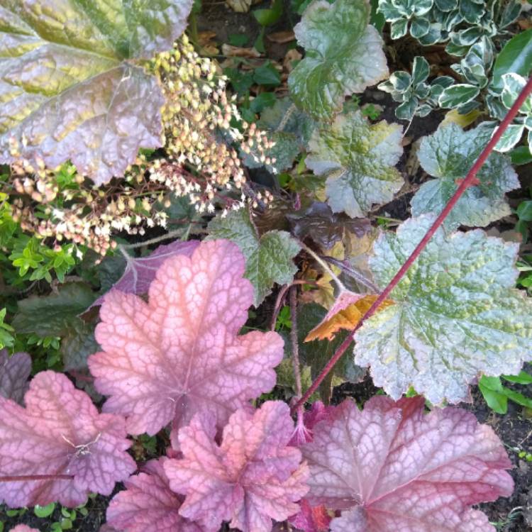 plant image 849885 plant image 849885