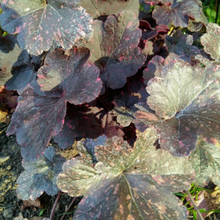 plant image 849891 plant image 849891