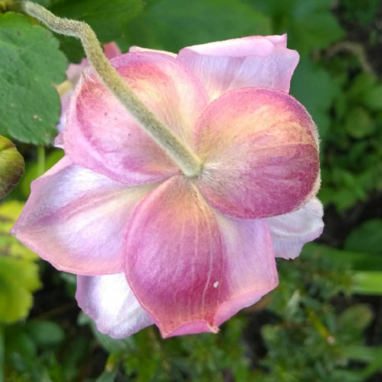 plant image 849893 plant image 849893