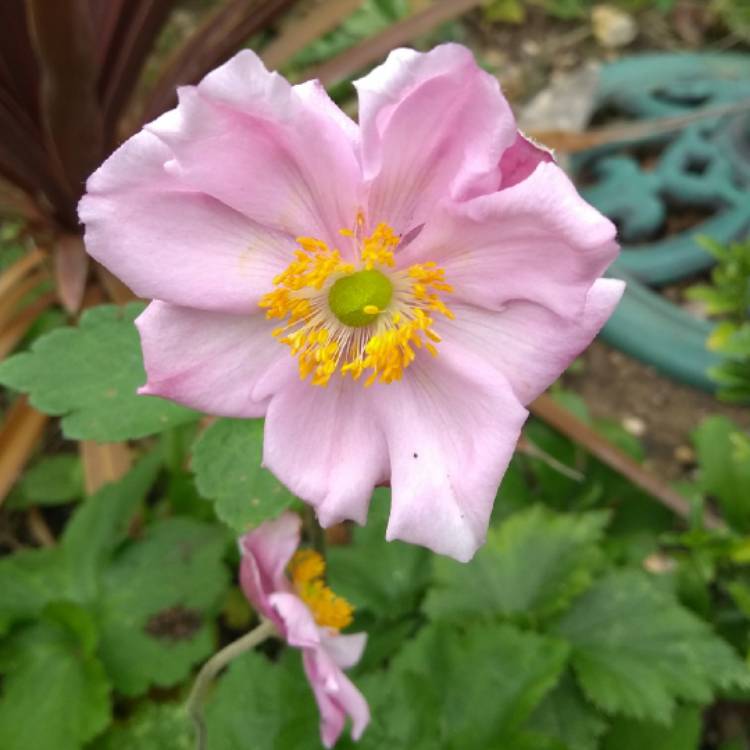 plant image 851871 plant image 851871